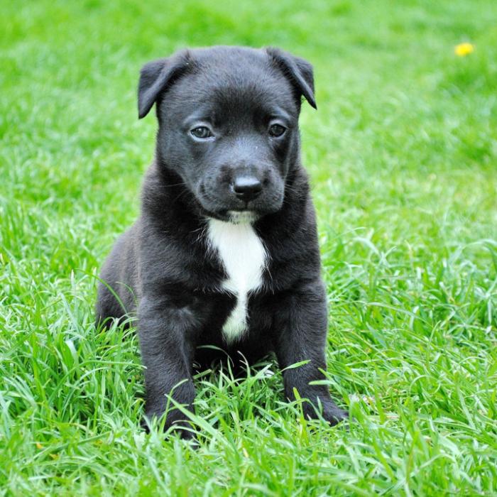 クロ(子犬)