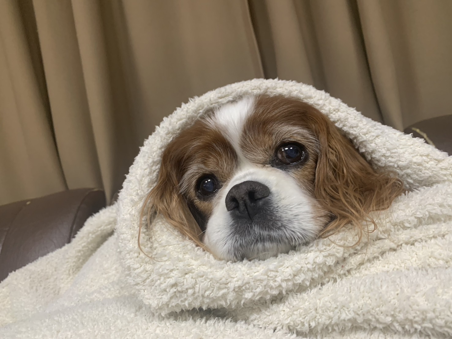 看板犬 レディ（キャバリア）