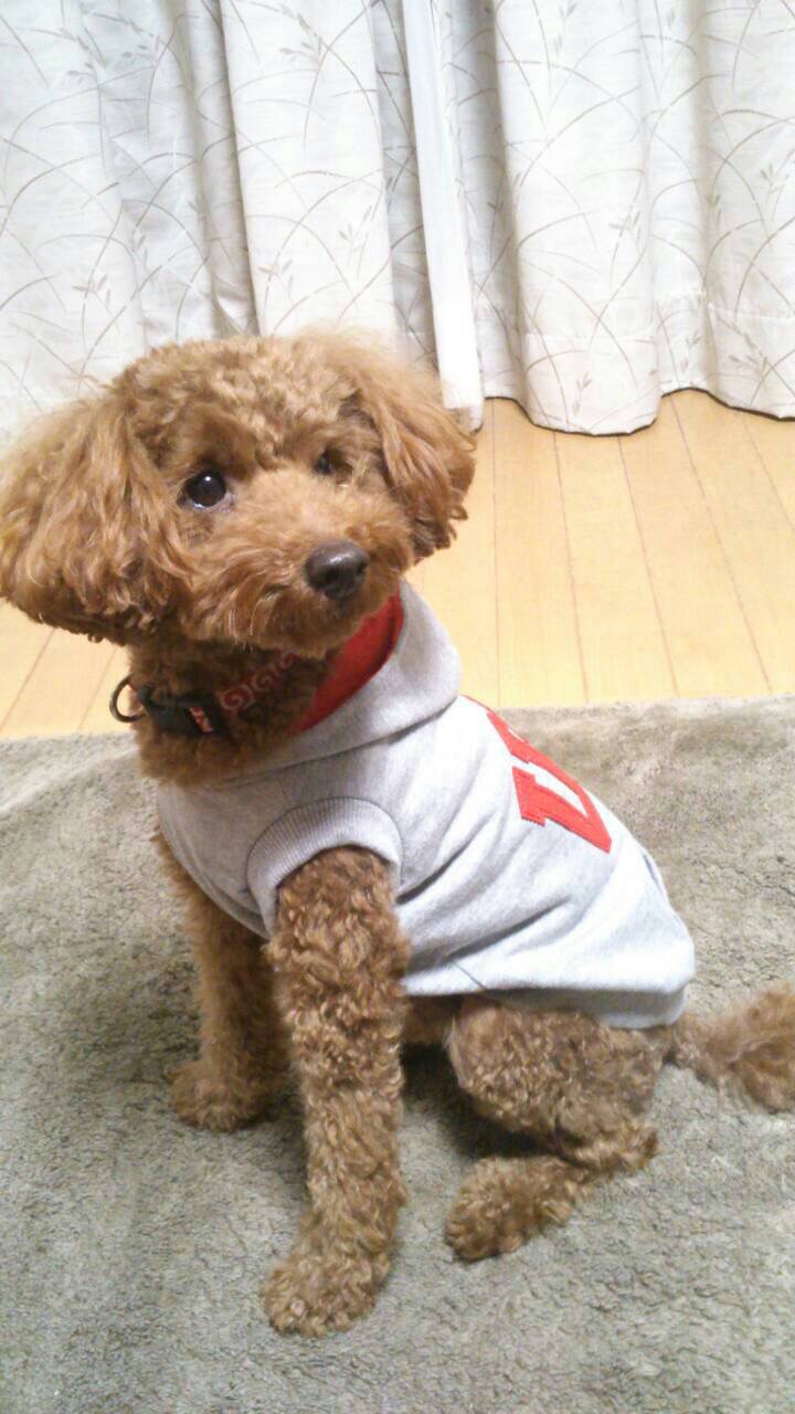 看板犬 ラム（トイプードル）